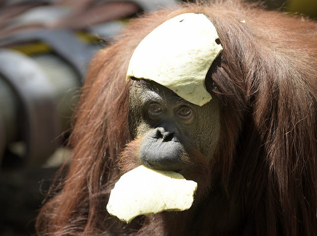 Derechos del orangutn